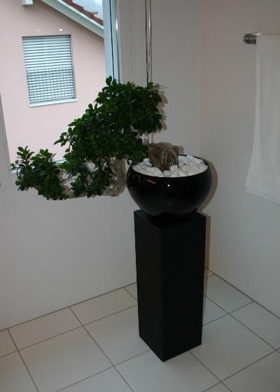 Ficus Bonsai 